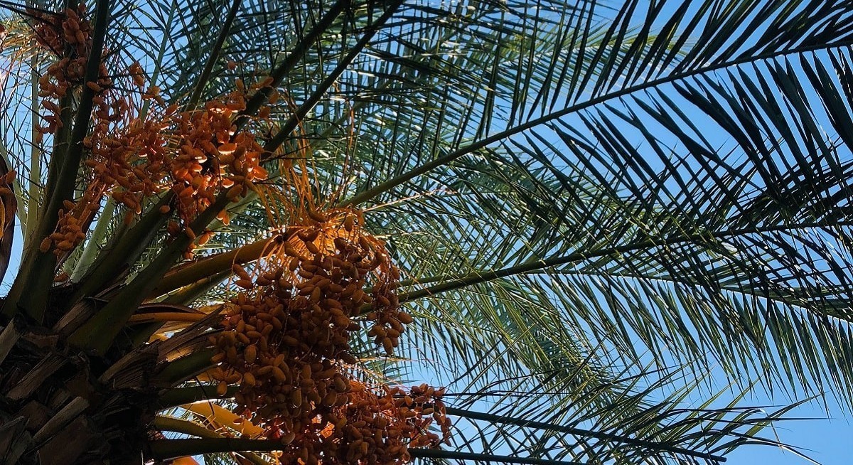 First Resources reports underlying net profit of US$239.6 million, up 58% y-o-y